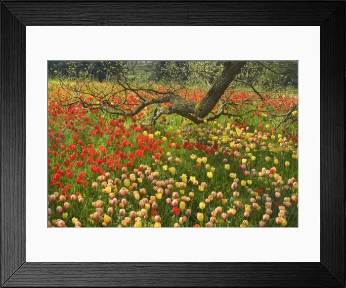 Framed Print : Picture No. 10896717 Framed Print : Picture No. 10896717