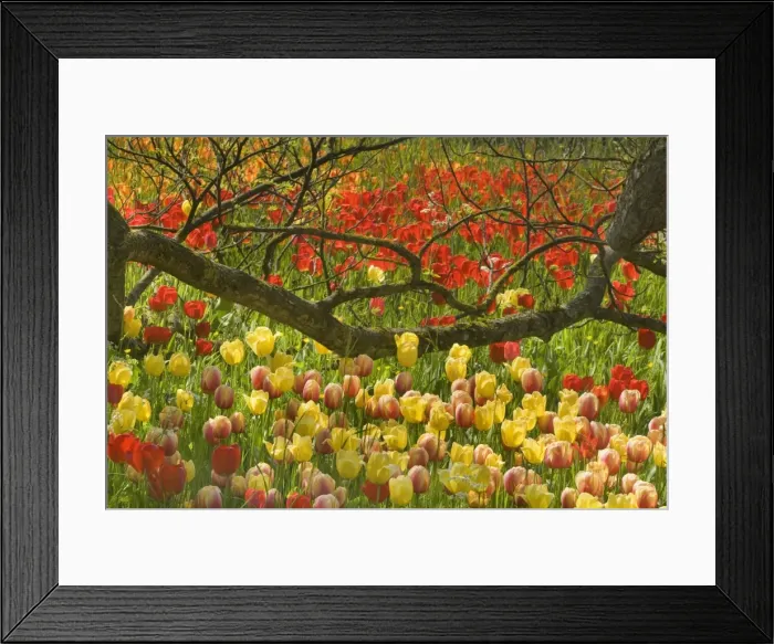 Framed Print : Picture No. 10896719 Framed Print : Picture No. 10896719