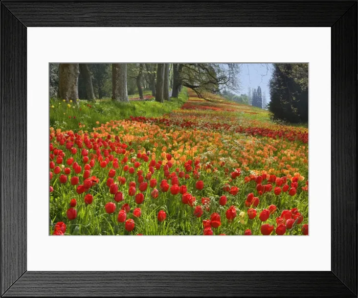 Framed Print : Picture No. 10896714 Framed Print : Picture No. 10896714