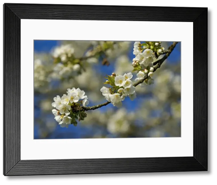Framed Print : Picture No. 10896721 Framed Print : Picture No. 10896721