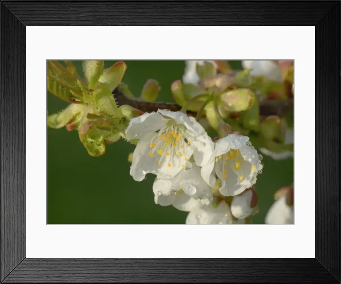 Framed Print : Picture No. 10896722