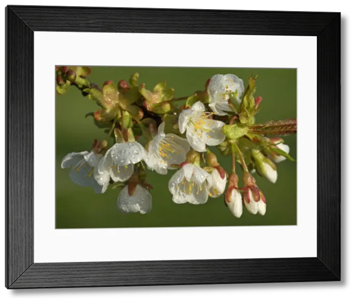 Framed Print : Picture No. 10896723 Framed Print : Picture No. 10896723