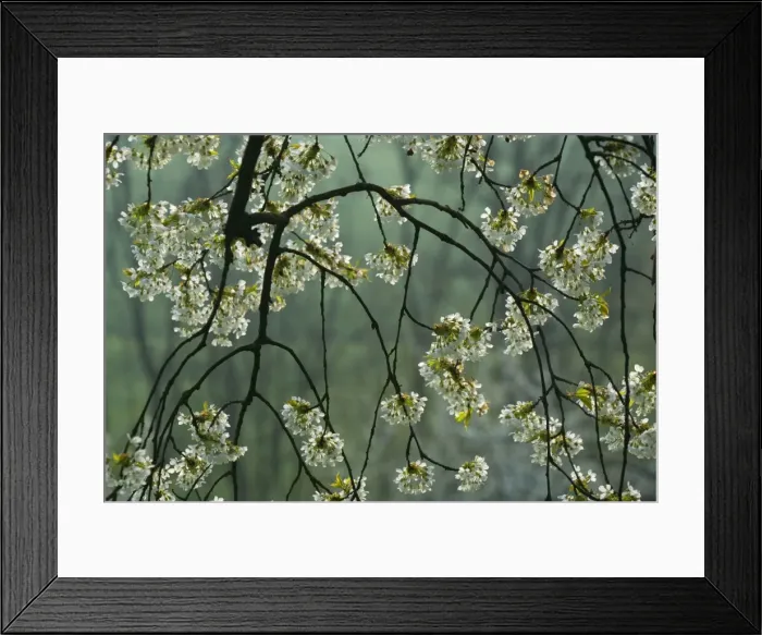 Framed Print : Picture No. 10896724 Framed Print : Picture No. 10896724