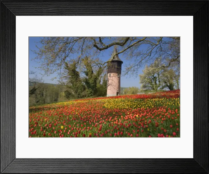 Framed Print : Picture No. 10896716 Framed Print : Picture No. 10896716