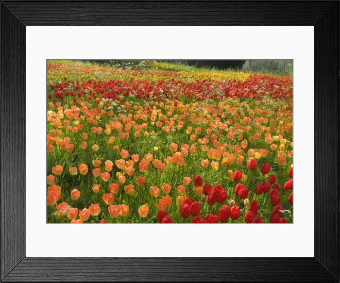 Framed Print : Picture No. 10896715 Framed Print : Picture No. 10896715