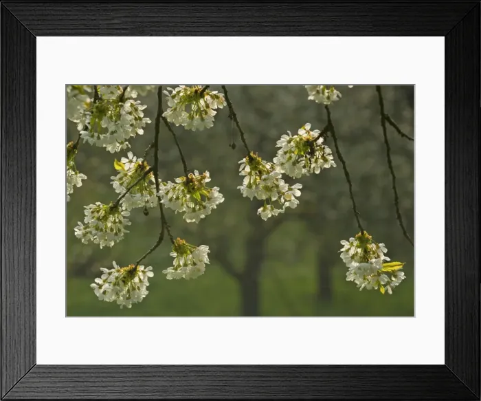 Framed Print : Picture No. 10896725 Framed Print : Picture No. 10896725