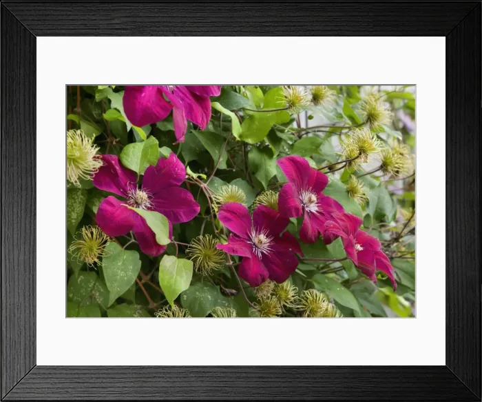 Framed Print : Picture No. 10896728 Framed Print : Picture No. 10896728