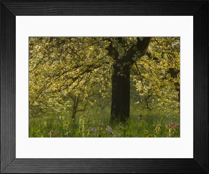 Framed Print : Picture No. 10896726 Framed Print : Picture No. 10896726