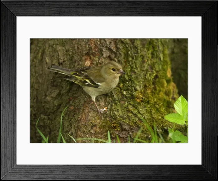 Framed Print : Picture No. 10896730 Framed Print : Picture No. 10896730