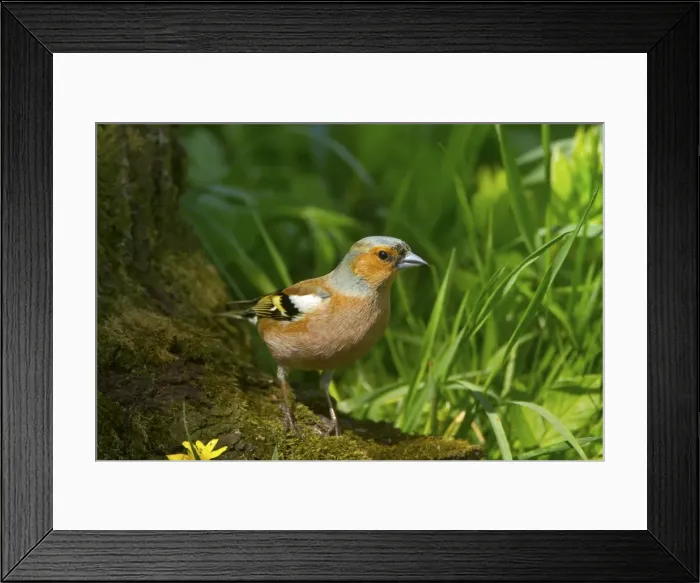 Framed Print : Picture No. 10896729 Framed Print : Picture No. 10896729