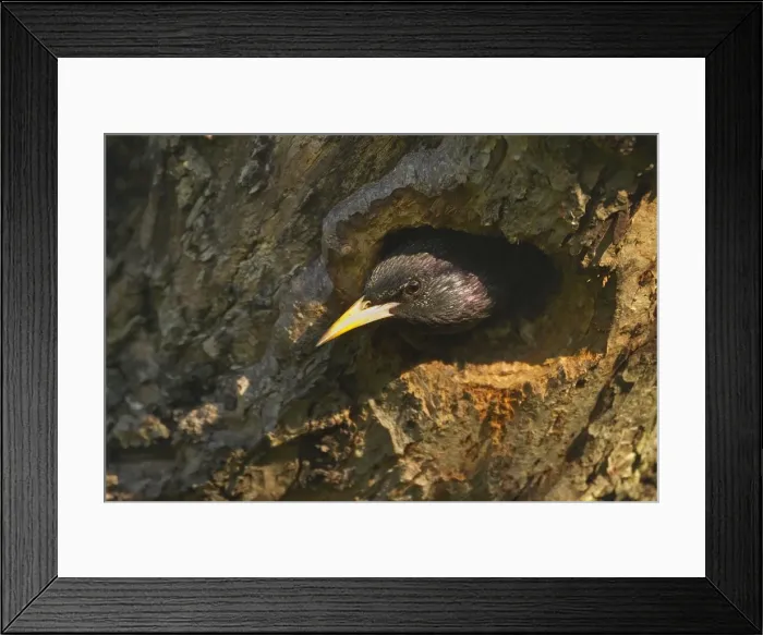 Framed Print : Picture No. 10896732 Framed Print : Picture No. 10896732