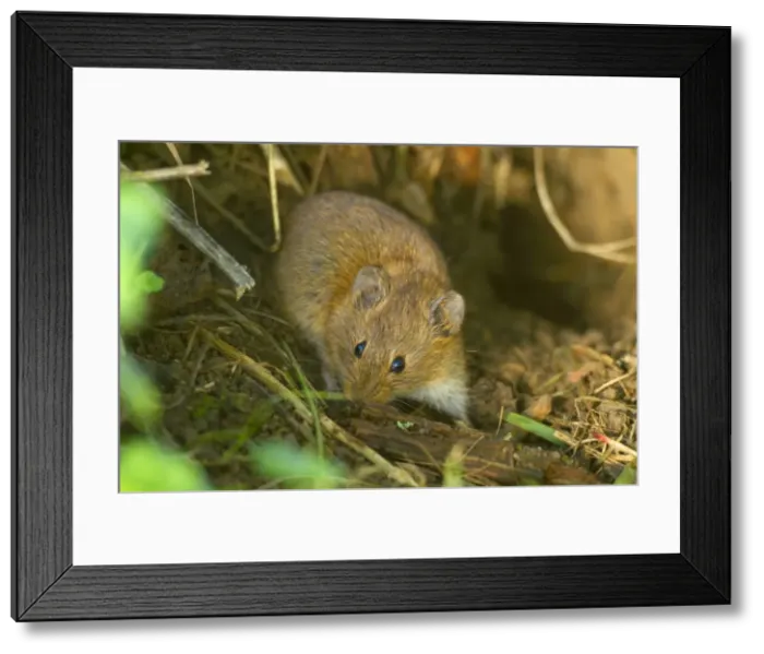 Framed Print : Picture No. 10896734 Framed Print : Picture No. 10896734