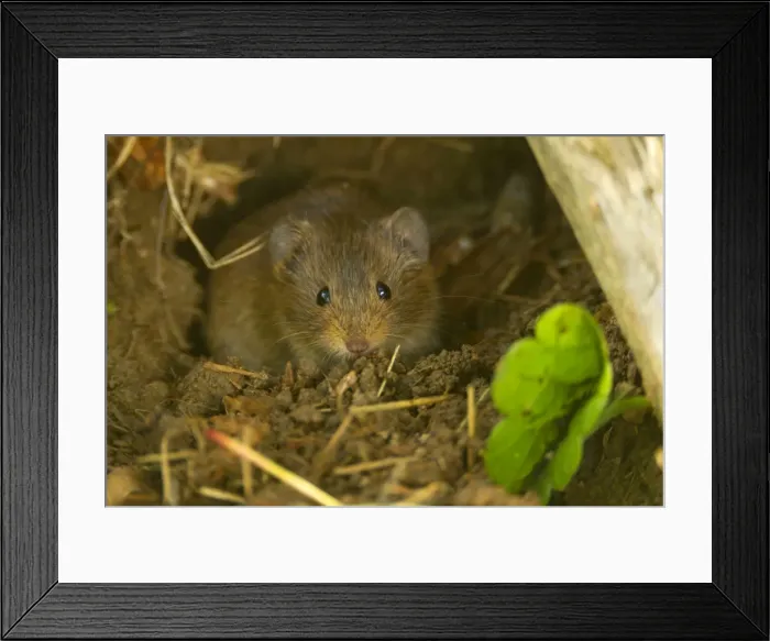 Framed Print : Picture No. 10896733 Framed Print : Picture No. 10896733