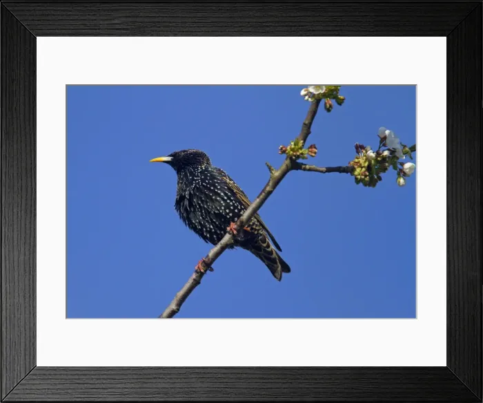 Framed Print : Picture No. 10896731 Framed Print : Picture No. 10896731