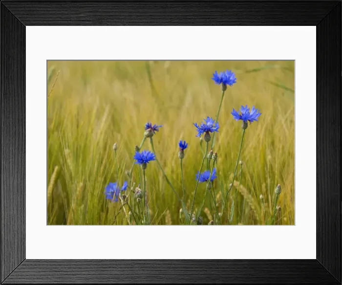 Framed Print : Picture No. 10896735 Framed Print : Picture No. 10896735