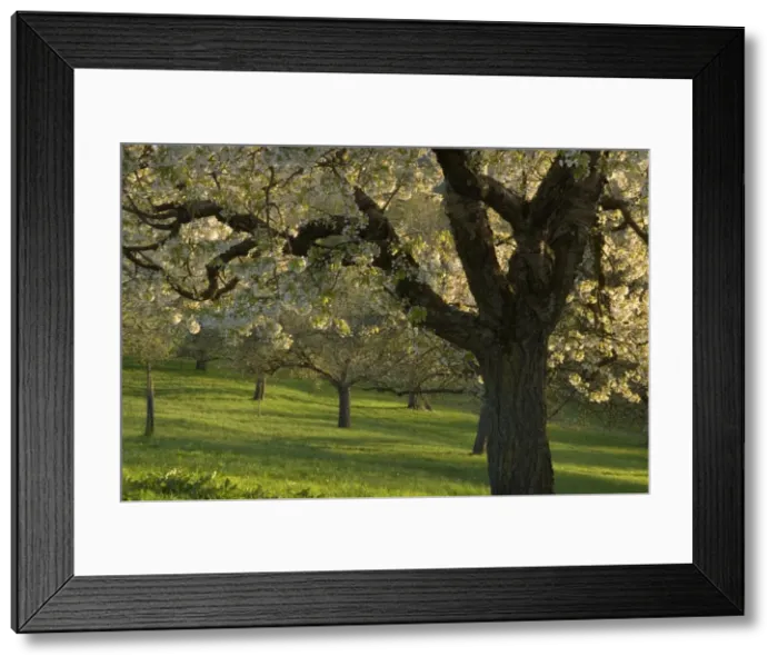 Framed Print : Picture No. 10896727 Framed Print : Picture No. 10896727