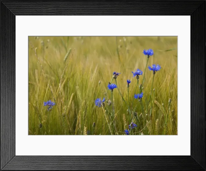 Framed Print : Picture No. 10896736 Framed Print : Picture No. 10896736