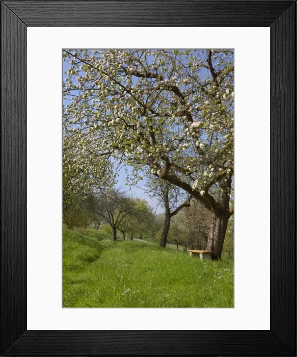 Framed Print : Picture No. 10896740 Framed Print : Picture No. 10896740