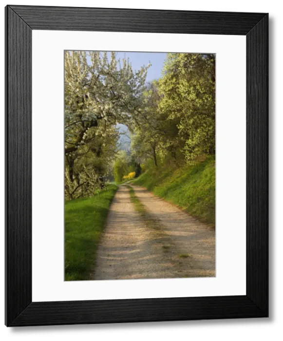 Framed Print : Picture No. 10896739 Framed Print : Picture No. 10896739