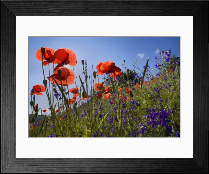 Framed Print : Picture No. 10896802 Framed Print : Picture No. 10896802