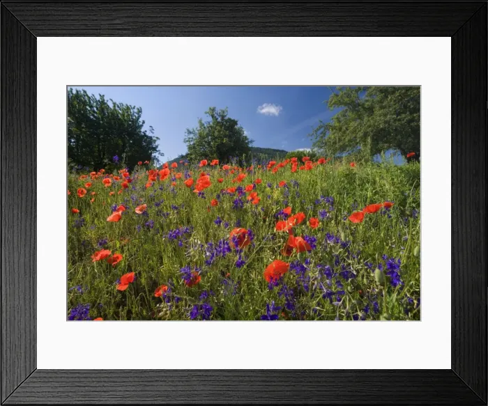 Framed Print : Picture No. 10896797 Framed Print : Picture No. 10896797