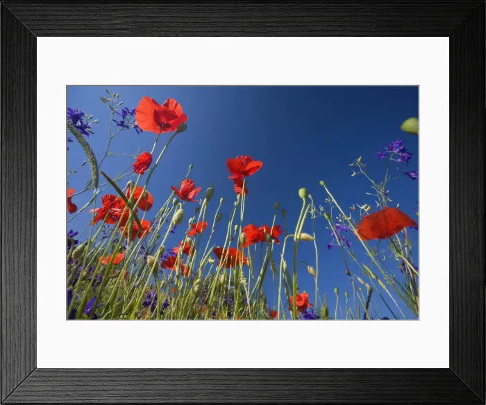 Framed Print : Picture No. 10896804 Framed Print : Picture No. 10896804