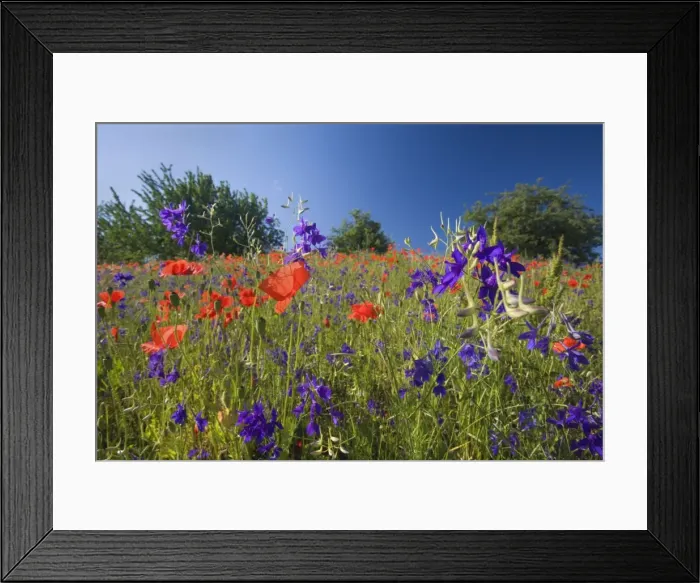 Framed Print : Picture No. 10896805 Framed Print : Picture No. 10896805