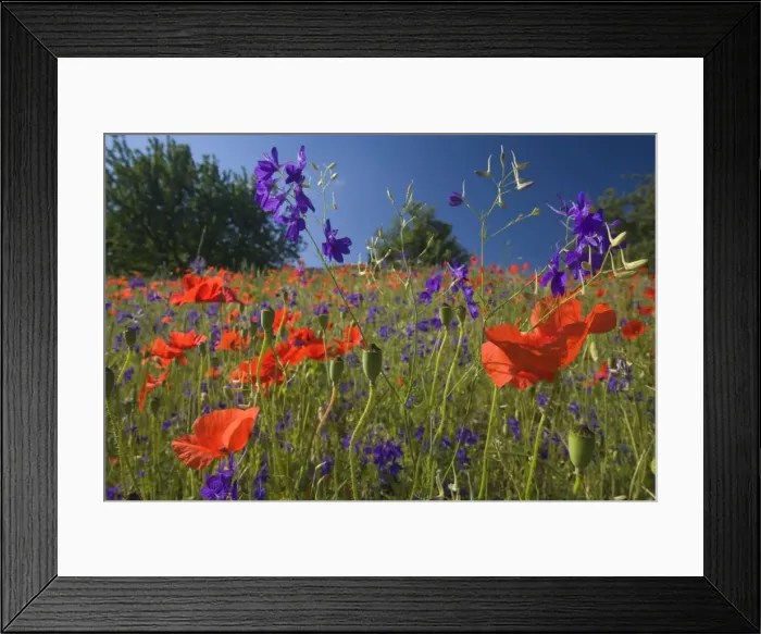 Framed Print : Picture No. 10896803 Framed Print : Picture No. 10896803
