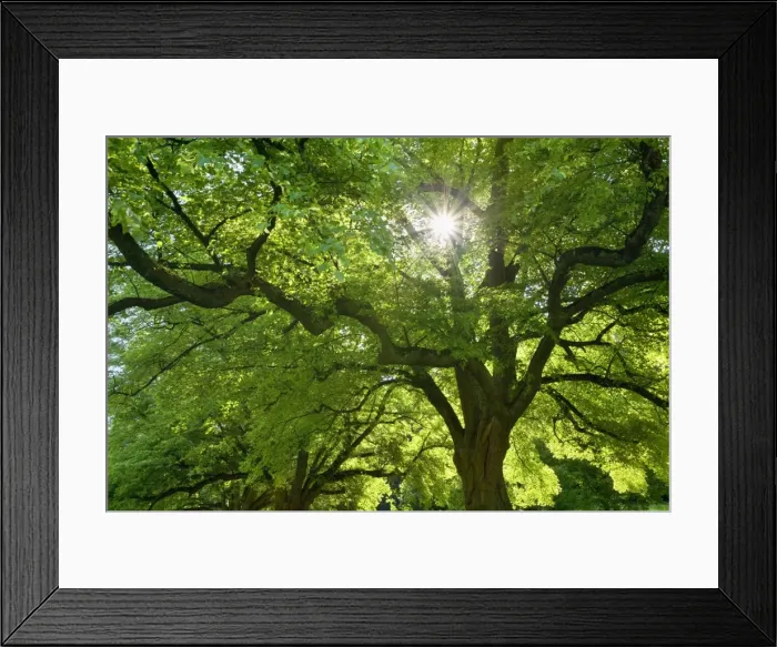Framed Print : Picture No. 10896808