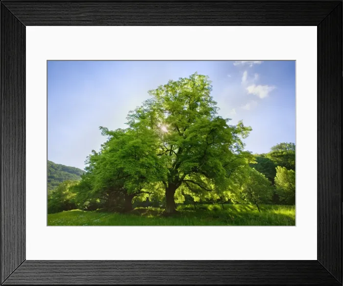 Framed Print : Picture No. 10896811 Framed Print : Picture No. 10896811