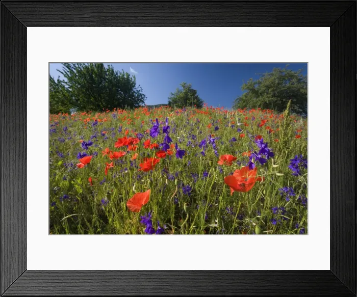 Framed Print : Picture No. 10896806 Framed Print : Picture No. 10896806