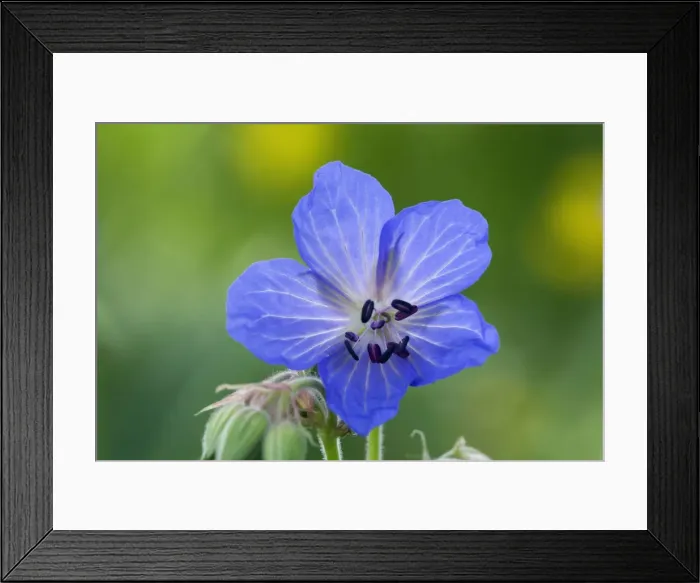 Framed Print : Picture No. 10896814 Framed Print : Picture No. 10896814