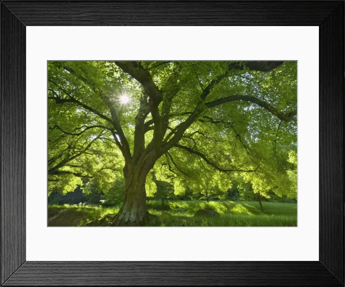 Framed Print : Picture No. 10896809 Framed Print : Picture No. 10896809