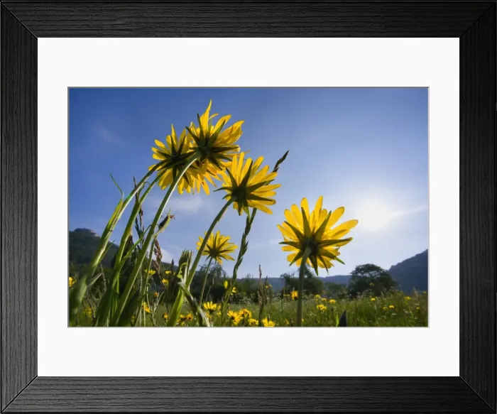 Framed Print : Picture No. 10896815 Framed Print : Picture No. 10896815