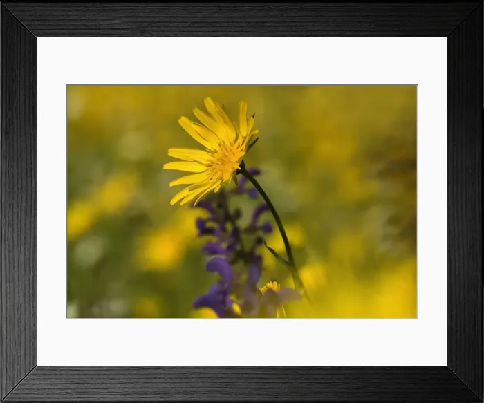 Framed Print : Picture No. 10896817 Framed Print : Picture No. 10896817