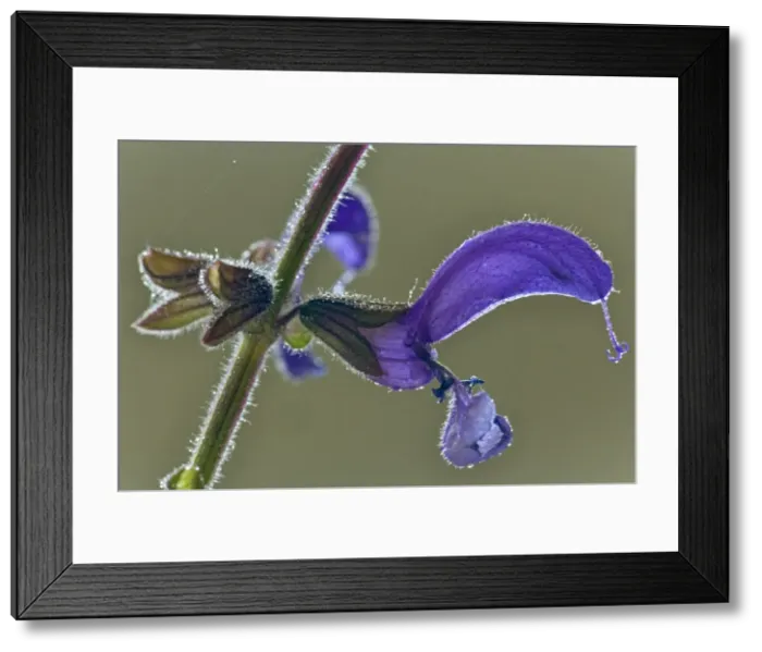 Framed Print : Picture No. 10896813 Framed Print : Picture No. 10896813