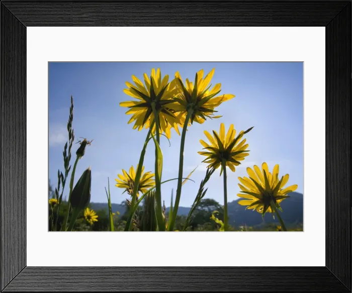 Framed Print : Picture No. 10896816 Framed Print : Picture No. 10896816