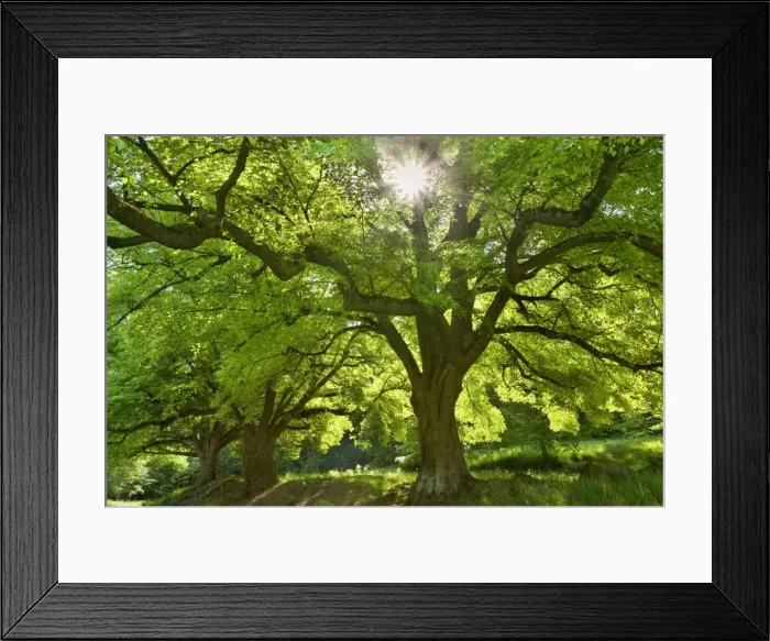 Framed Print : Picture No. 10896807 Framed Print : Picture No. 10896807