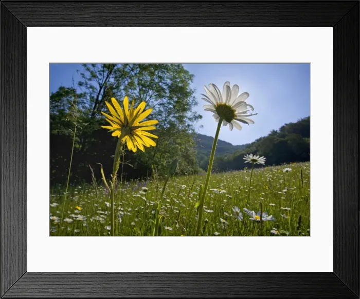 Framed Print : Picture No. 10896818 Framed Print : Picture No. 10896818