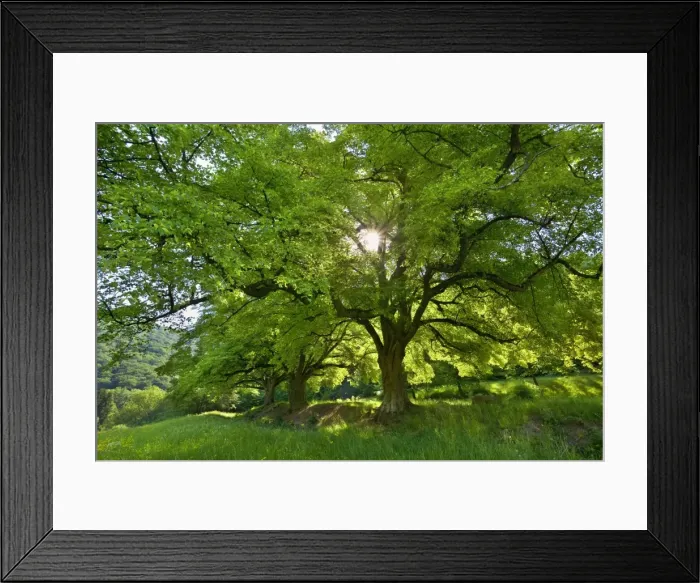 Framed Print : Picture No. 10896810 Framed Print : Picture No. 10896810