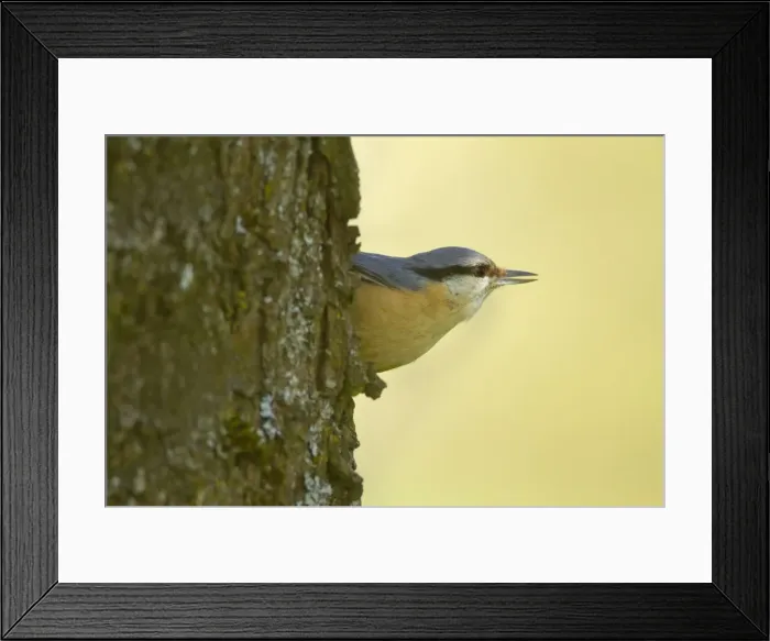 Framed Print : Picture No. 10896829 Framed Print : Picture No. 10896829