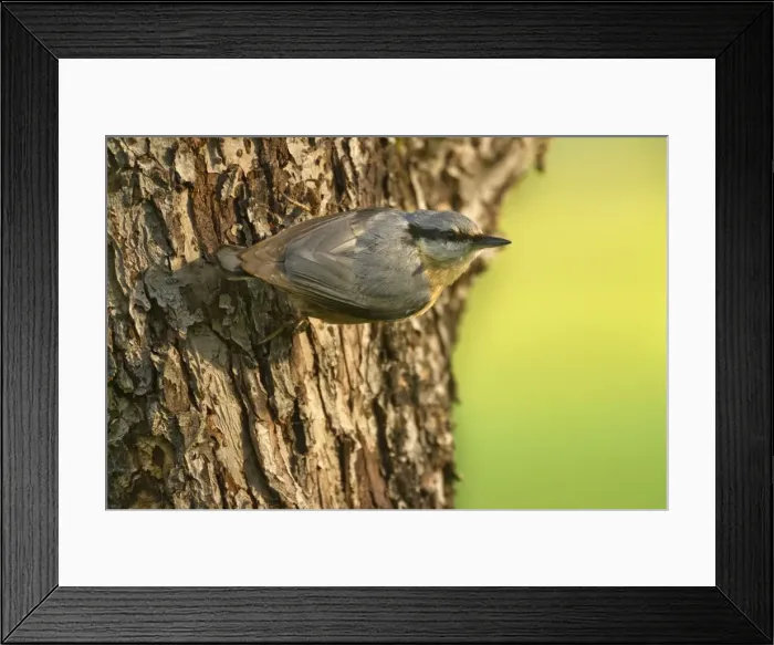 Framed Print : Picture No. 10896830 Framed Print : Picture No. 10896830