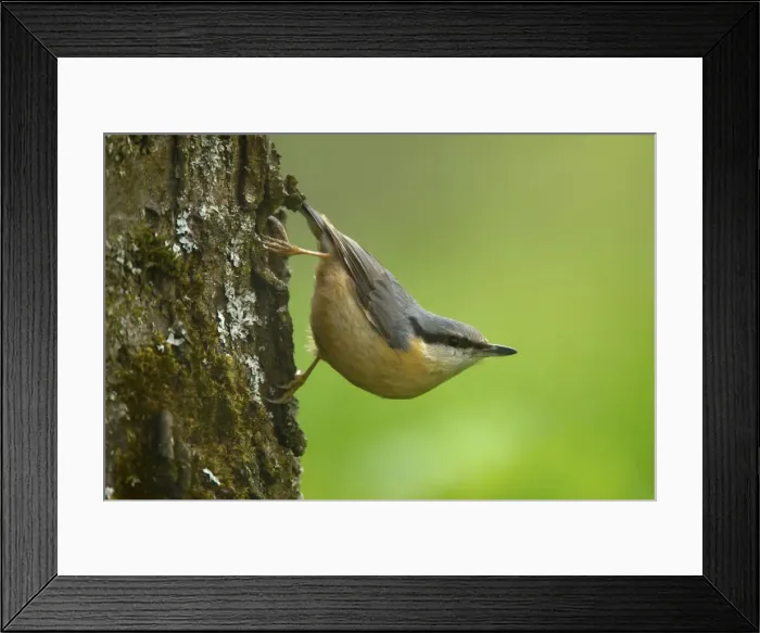 Framed Print : Picture No. 10896828 Framed Print : Picture No. 10896828