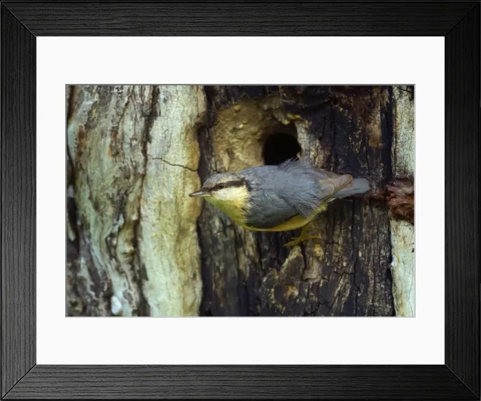 Framed Print : Picture No. 10896832 Framed Print : Picture No. 10896832