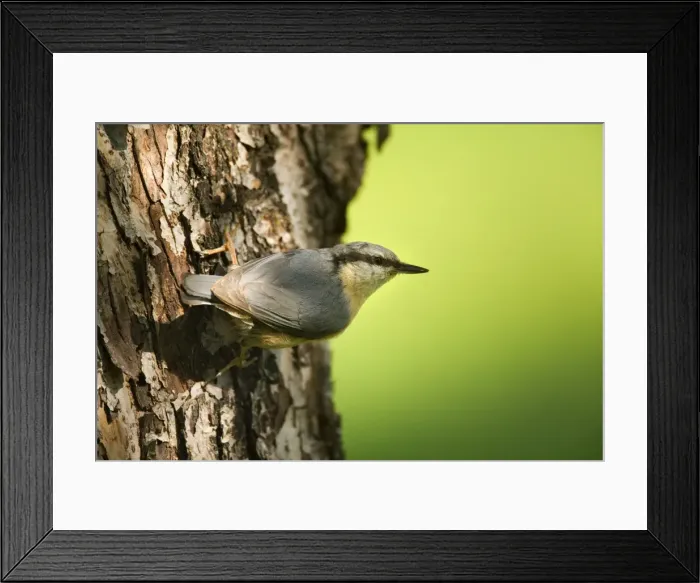 Framed Print : Picture No. 10896834 Framed Print : Picture No. 10896834