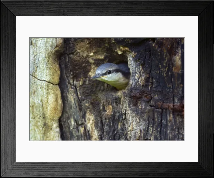 Framed Print : Picture No. 10896833 Framed Print : Picture No. 10896833