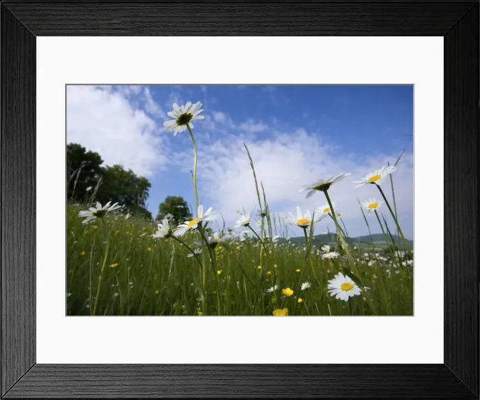 Framed Print : Picture No. 10896836 Framed Print : Picture No. 10896836