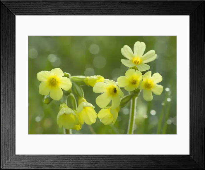 Framed Print : Picture No. 10896838 Framed Print : Picture No. 10896838