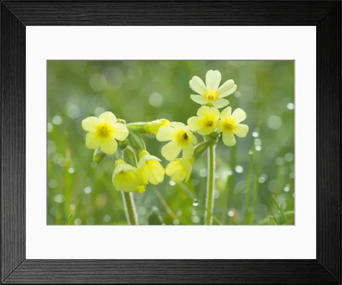 Framed Print : Picture No. 10896837 Framed Print : Picture No. 10896837