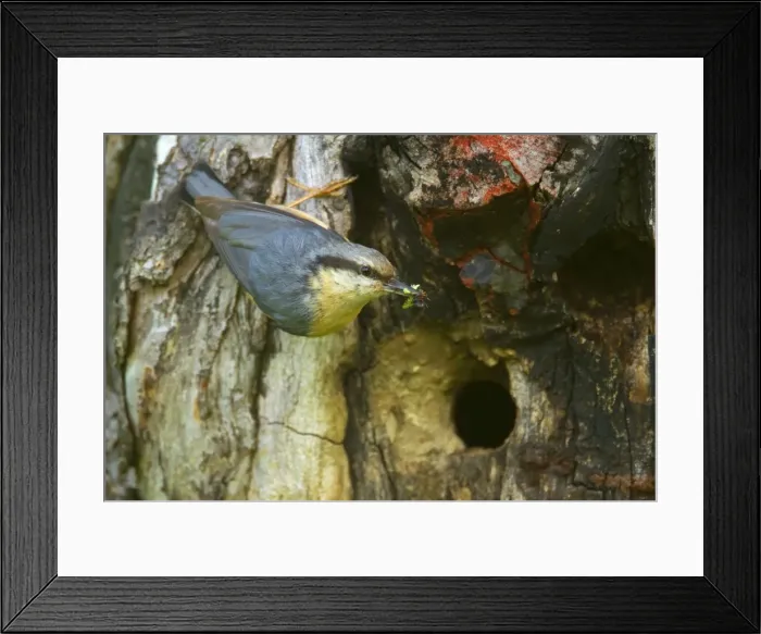 Framed Print : Picture No. 10896831 Framed Print : Picture No. 10896831